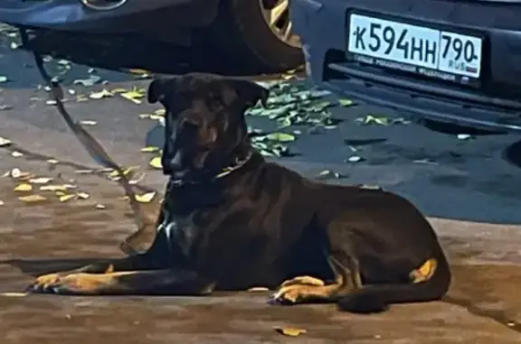 Найдена собака на Сельскохозяйственной, Москва