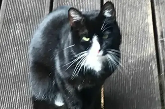 Потерян кот с ошейником в Выборгском районе Ленобласти