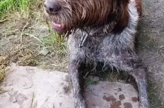Собака найдена на Овражной, 33 в Трудовом.