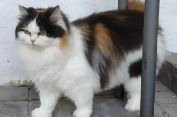 Кошки потеряшки, Новокаолиновый, фото: Потеряшка кошка на улице Карла Маркса, вознаграждение 10 000 рублей!