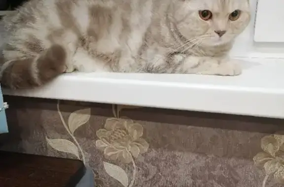 Найдена кошка на Ленинградском 18 в Кемерово