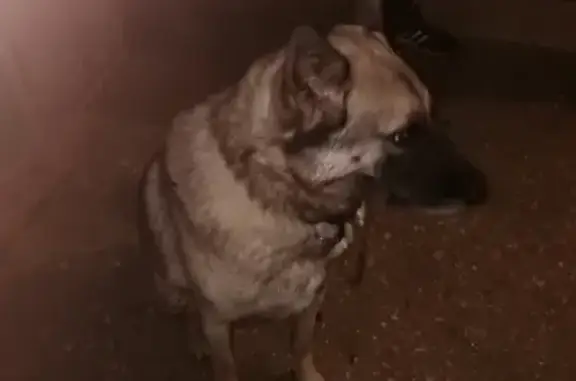 Найдена собака на Стахановской, Киров