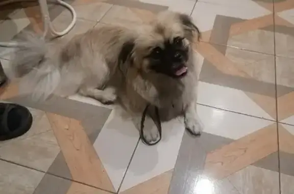 Собака найдена на ул. Куйбышева, Курск