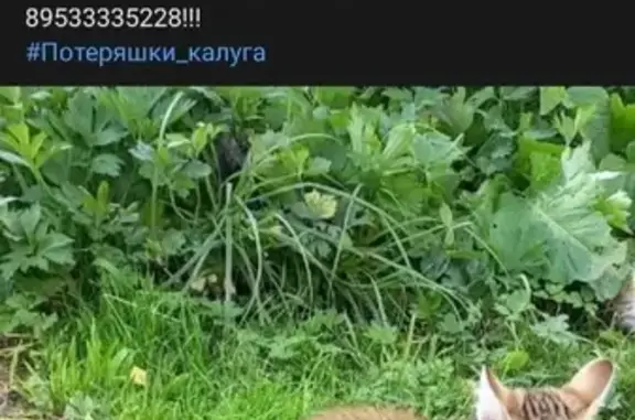 Пропала кошка-котёнок на улице Труда, Ферзиково