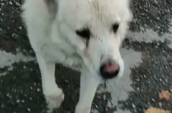 Собака на улице Красный Факел, 24, Новосибирск