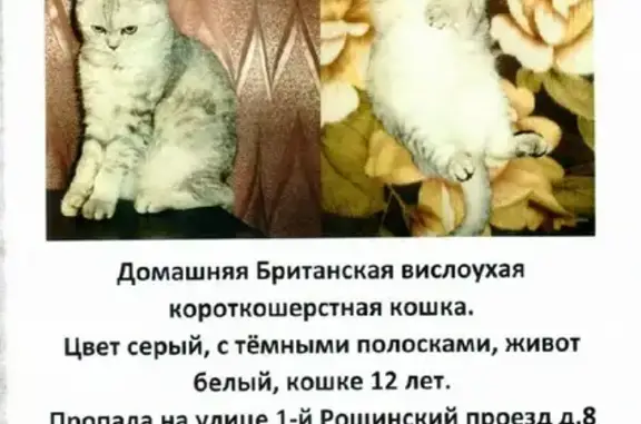 Кошки потеряшки, Москва, фото: Потеряшка кошка в Москве: 1-й Рощинский проезд, 8