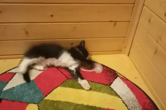Найдена кошка на Софийской набережной