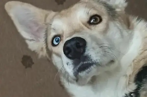 Собаки потеряшки, Москва, фото: Потеряшкаи две собаки на Миклухо-Маклая 29 к1, Москва