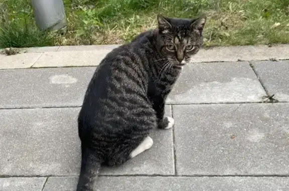 Найдена молодая кошка на Коломенской, окрас тигровый