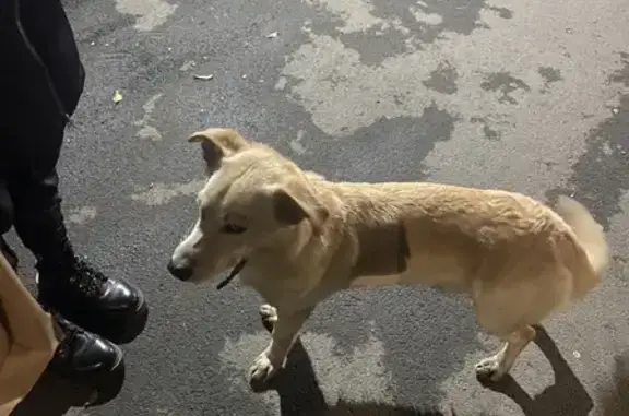 Собака найдена на улице Рукавишникова, 16 в Кемерово