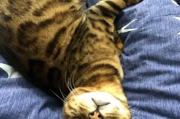 Кошки потеряшки, Казань, фото: Потеряшка кошка на Ямашева 45 в Казани