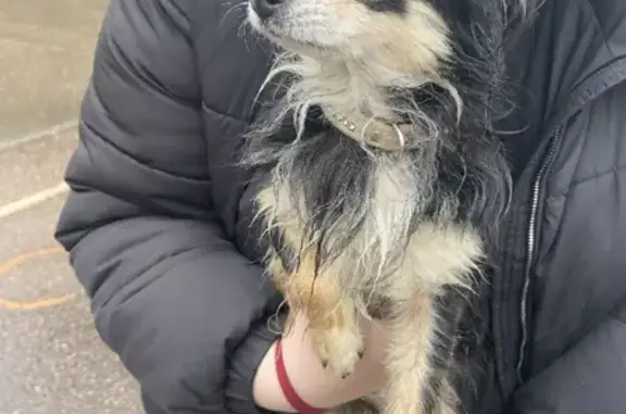 Собака с ошейником-стразами найдена в Московской области