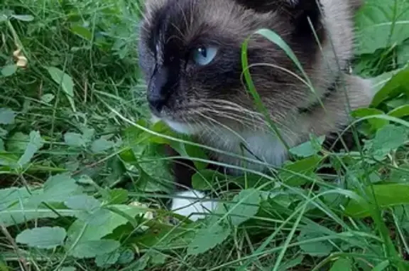 Пропала кошка на ул. Дениса Давыдова, 18 (Юхнов)