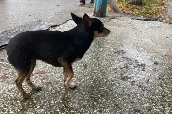 Найдена собака возле Вершинина 50 в Томске