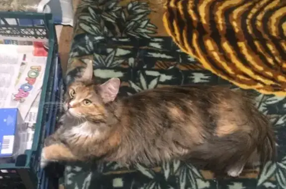 Пропала кошка Мей-кун в Вологодской области
