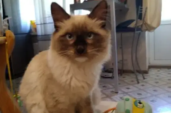 Кошки потеряшки, Тольятти, фото: Потеряшка кошка на бульваре Космонавтов, 9А (Невская маскарадная, 6 мес.)