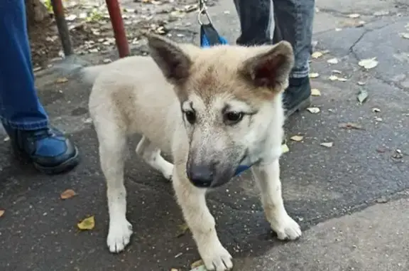 Найдена собака на ул. Островитянова, Москва