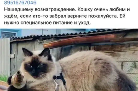 Кошки потеряшки, Виноградный, фото: Потеряшка кошка породы Невская маскарадная на Октябрьской улице, Виноградный: вознаграждение!