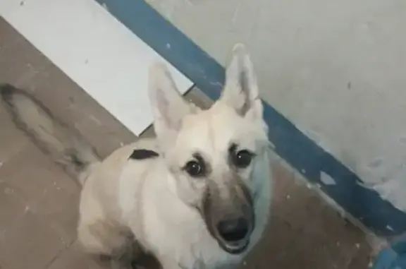 Найдена белая собака в Новотроицком, ищем хозяев.