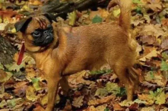 Пропала рыжая собака Блейз в Кучинском лесопарке, Балашиха