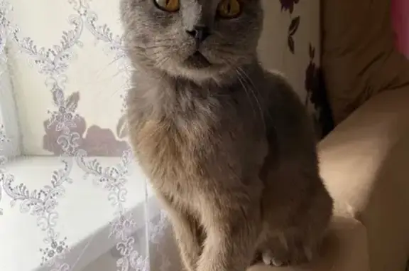 Кошки потеряшки, Васильево-Петровское, фото: Потеряшка кошка Мартин на Азовской улице