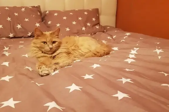 Потерянные животные Санкт-Петербург, фото: Пропала пушистая кошка на Гражданском проспекте, СПб