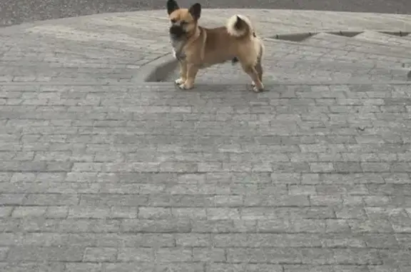 Собака на Соборной улице, Пятигорск - дружелюбная и умная