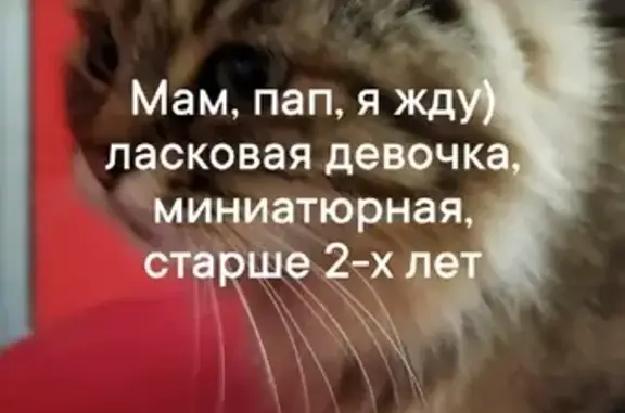 Кошка на Таганской, Екатеринбург, родила недавно