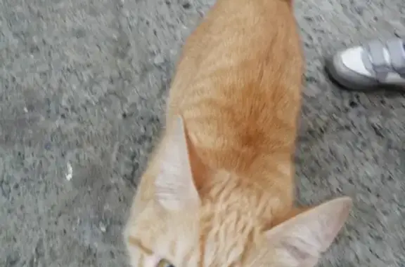 Найден рыжий кот на ул. Баки Урманче, 8