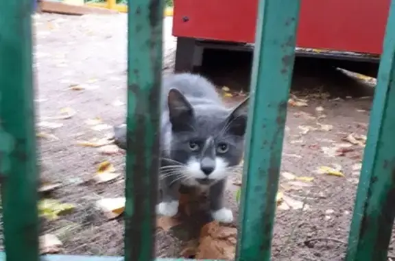 Найден серый котик на улице Красноармейская, д.44 (Нахабино)