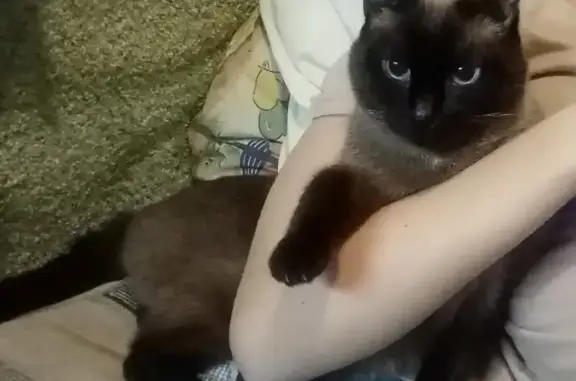 Кошки потеряшки, Новосибирск, фото: Потеряшка тайская кошка на Выборной, 91.