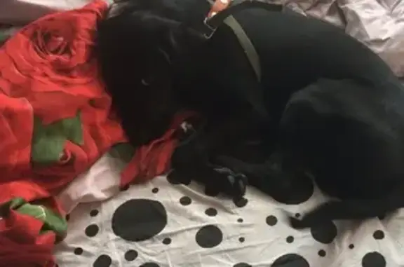 Собаки потеряшки, Железногорск, фото: Потеряшка собака Мальчик на ул. Ленина, 52, Железногорск