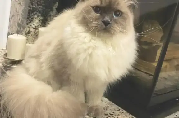 Потерянные животные Омск, фото: Пропала кошка на улице Леконта, г. Омск, чипирована!