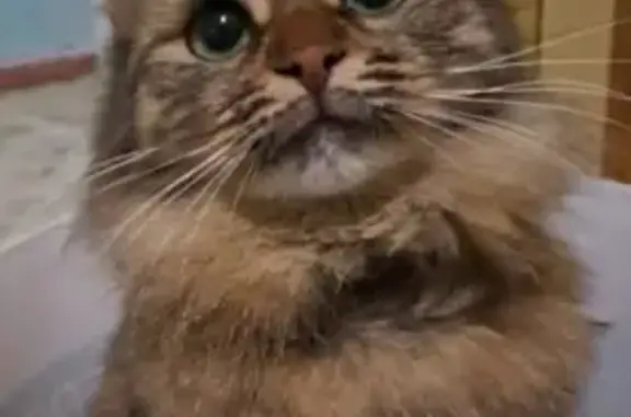 Кошки потеряшки, Набережные Челны, фото: Потеряшка пушистая кошка с ошейником в Набережных Челнах