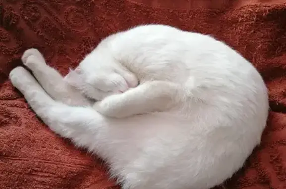 Кошки потеряшки, Альметьевск, фото: Потеряшка кошка на улице Тимирязева, г. Альметьевск