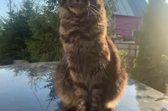 Кошки потеряшки, Казань, фото: Потеряшка кошка Матильда на улице Вознесенская, Казань