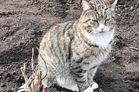Пропала кошка на улице Строителей, 25