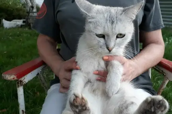 Найдена кошка на Комсомольской, 6 в Бору