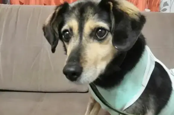 Собака без чипа найдена на Рябовском шоссе