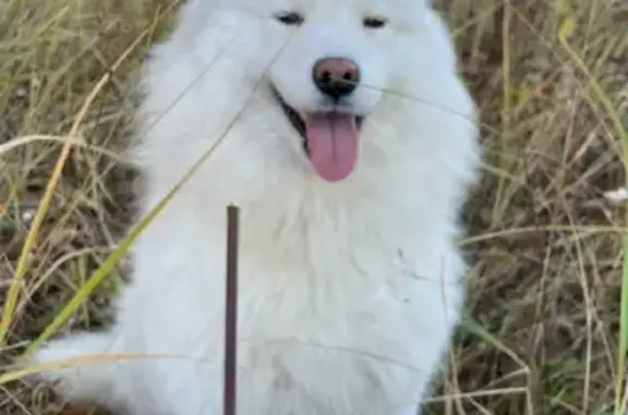 Пропала собака самоед Айрис в Меньшиково, Новосибирская область