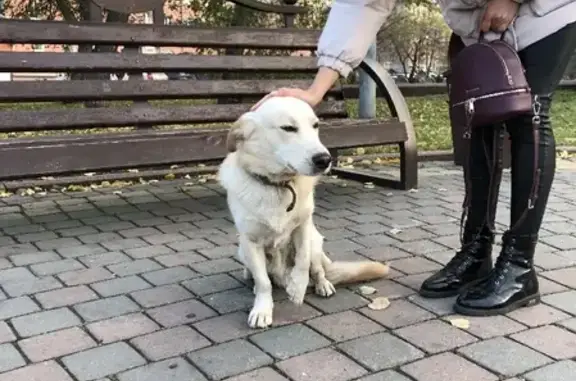 Найден пёсик в Кемерово на Советском проспекте, ищем хозяев или передержку
