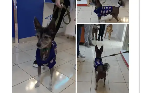 Найдена собака у метро МОЛОДЁЖНАЯ, ищет хозяев!