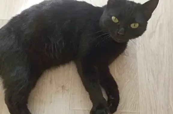 Найдена молодая черно-белая кошка на Гражданской улице, Бийск