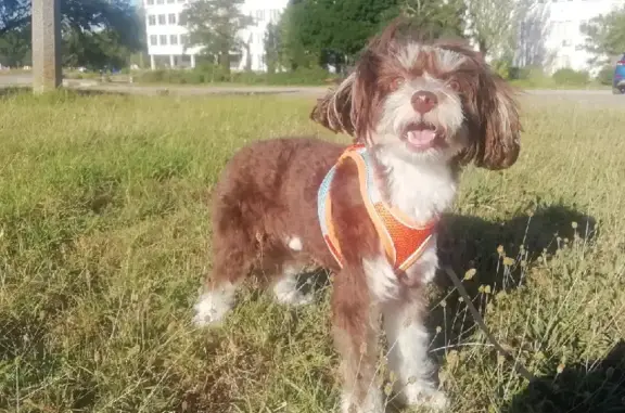 Пропала собака БУБА, Китайская хохлатая, шоссе Героев Сталинграда, Керчь.