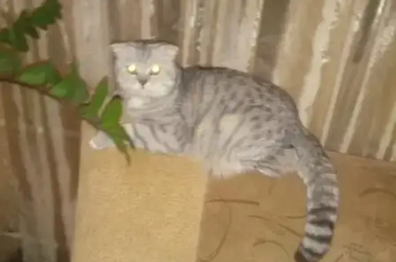 Пропала кошка Марсель на ул. Винокурова, 23
