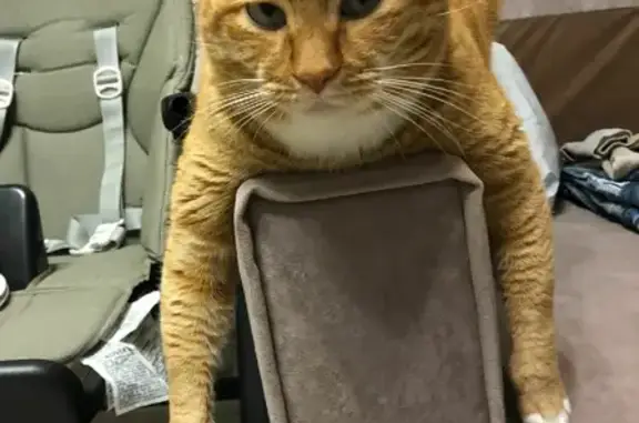 Кошки потеряшки, Санкт-Петербург, фото: Потеряшка кошка Кузя на Витебском пр-те 21 к4, СПб