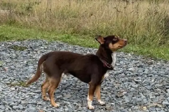 Собака Кобель найдена на берегу Оби, у Коммунистической улицы, Победа.