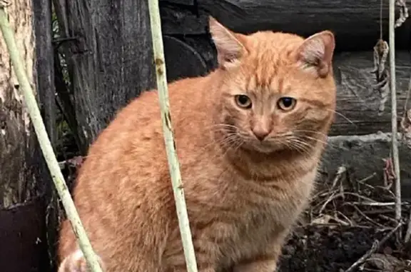 Потерянные животные Набережные Челны, фото: Пропал кот на Нижней Посадской, ищем помощи!