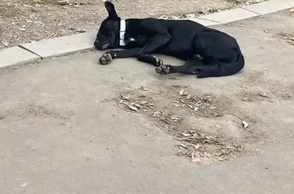 Найдена умная собака на ул. 60 лет Октября, Оренбург