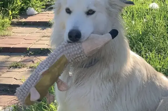 Собаки потеряшки, Москва, фото: Потеряшка метис Хавьер, пос. Клюквенный, МО.